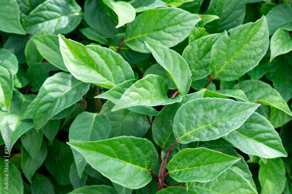 green leaves of a plant background image, selective focus, soft green color of leaves green leaves of a plant background image, selective focus, soft green color of leaves