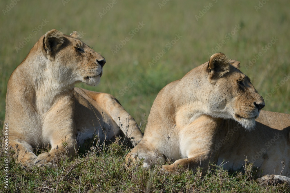 Two lionesses showing off their powerful chests and looking in the same direction Two lionesses showing off their powerful chests and looking in the same direction
