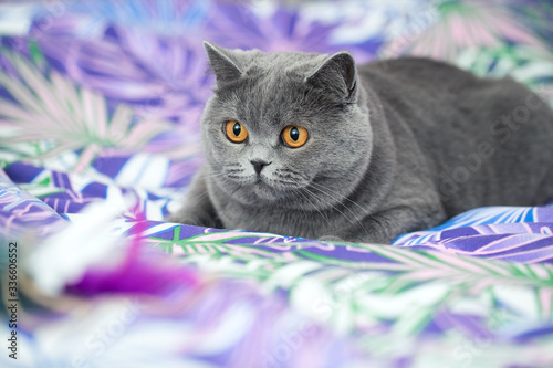 Portrait of a beautiful gray cat, cute cat face with orange eyes and long mustache