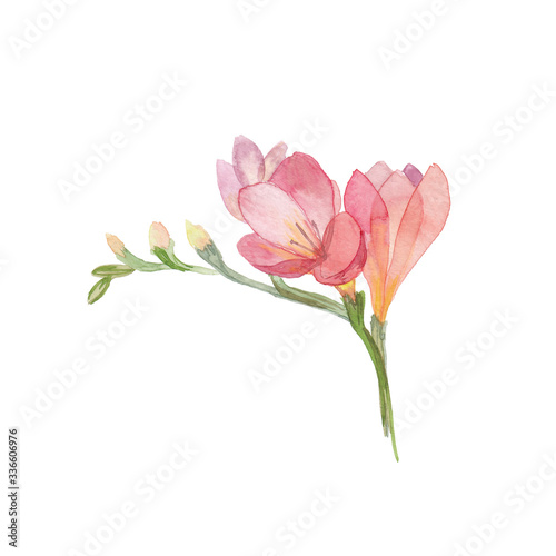 Freesia watercolor drawing. Red and orange color flower. Hand-drawn botanical illustration, isolated on white.