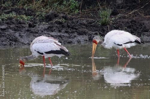  yellow billed storks feeding and reflections showing. photo