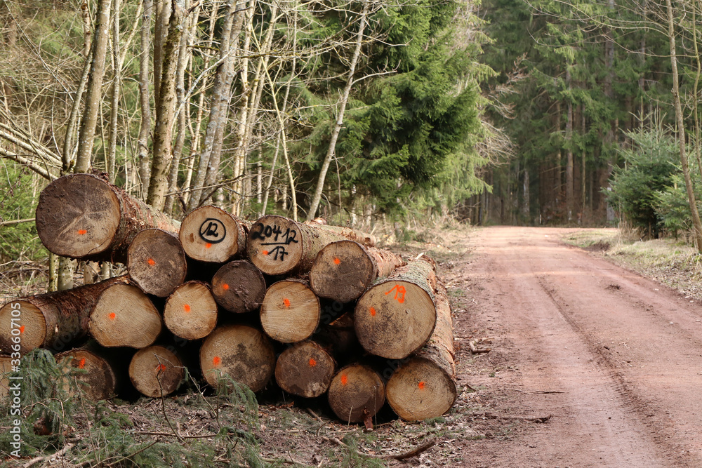 Freshly cut trees in the forest, on the side of a forest road Freshly cut trees in the forest, on the side of a forest road