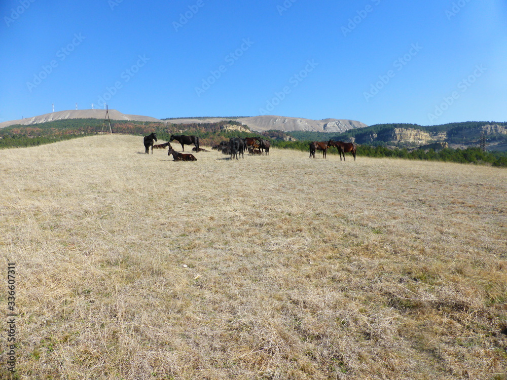 A herd of horses resting on the hillside