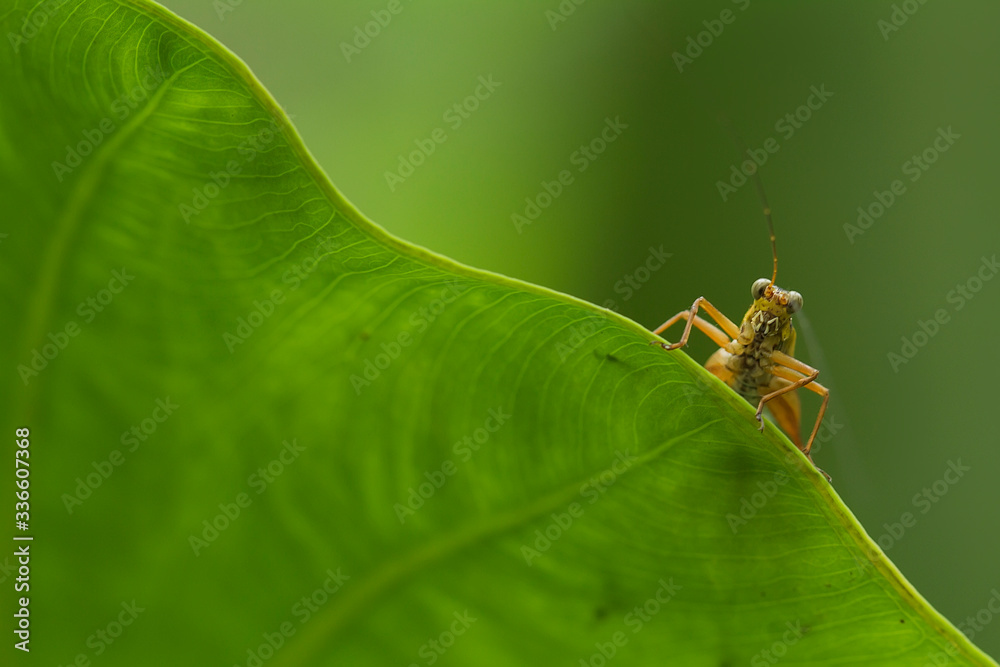 grasshopper on leaf grasshopper on leaf