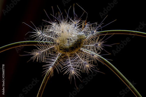 Hairy Caterpillar