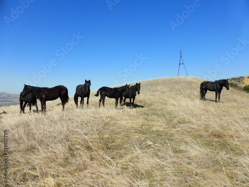 A herd of horses resting on the hillside © Kemal Kozbaev