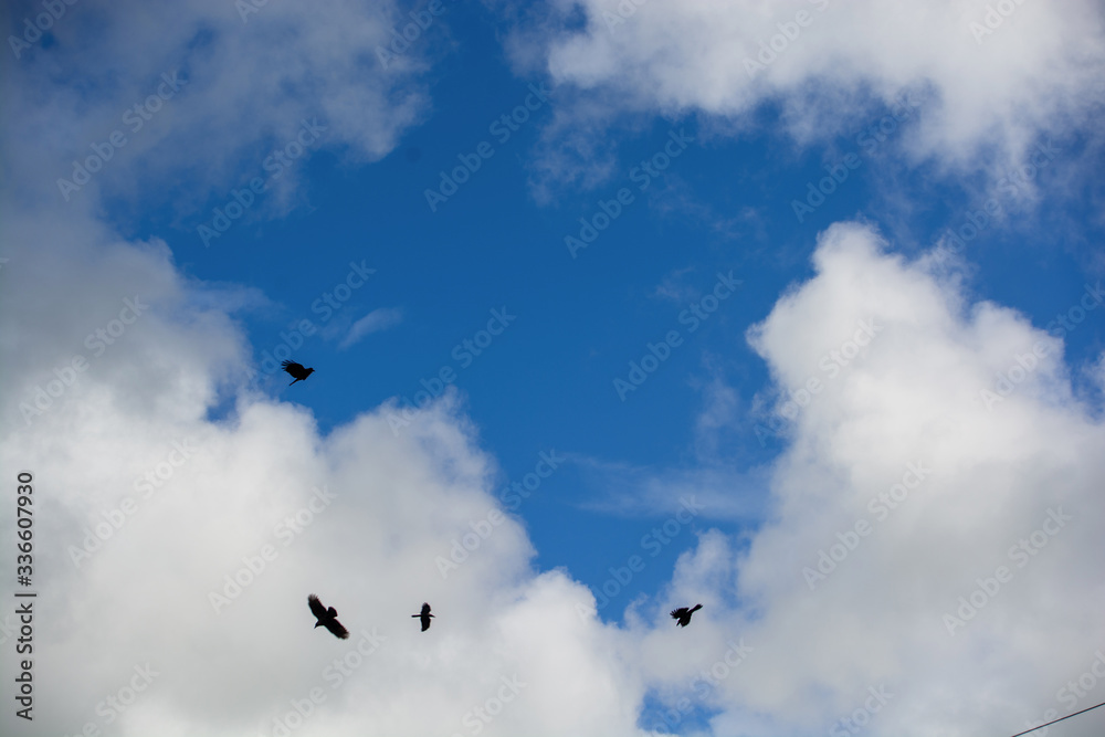 Birds flying in the sky