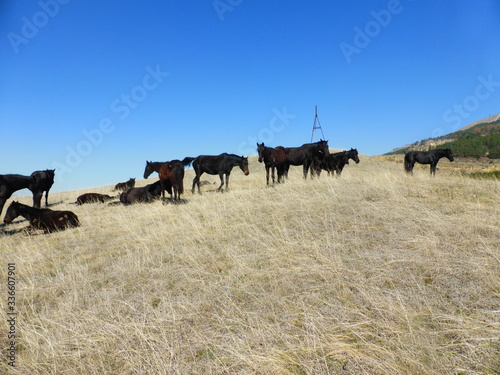 A herd of horses resting on the hillside