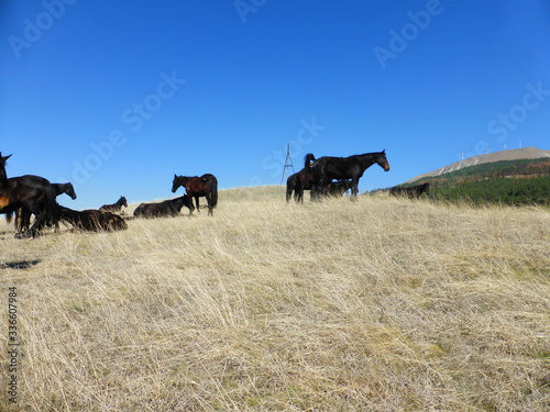 Fototapeta Naklejka Na Ścianę i Meble -  A herd of horses resting on the hillside