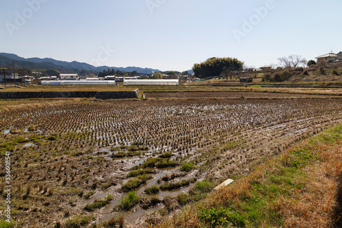 Japanese rice field in spring.