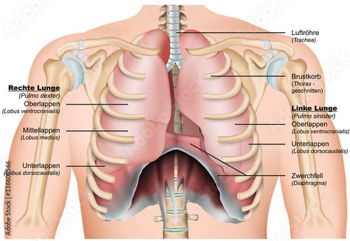 Ribs with diaphragm 3d medical vector illustration with german description isolated on white background eps10 infographic