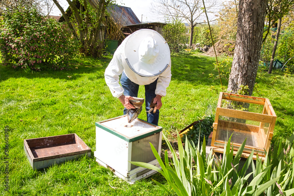 A bee hive box being smoked to calm the worker bees and encourage them to move away from the open hive, allowing a beekeeper to inspect the hive for parasites. A bee hive box being smoked to calm the worker bees and encourage them to move away from the open hive, allowing a beekeeper to inspect the hive for parasites.