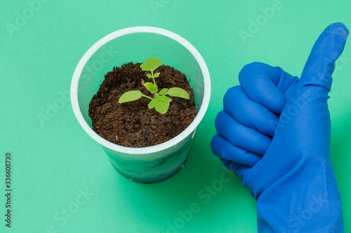 Close up hand of female gardener an a can with a green tomato seedling.