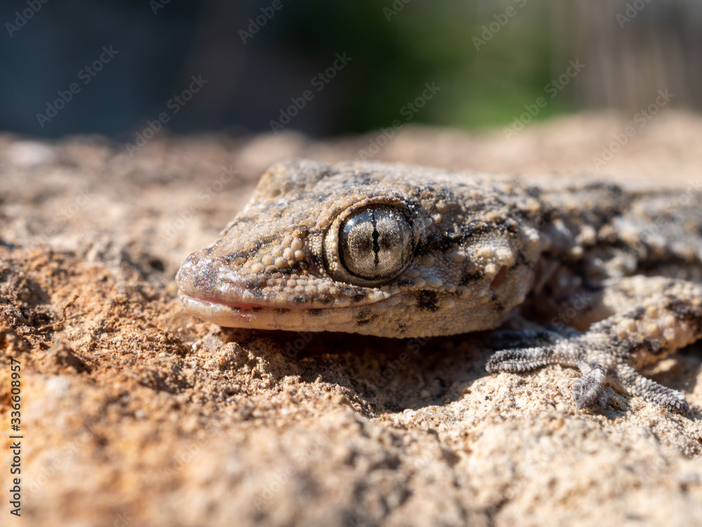 detail of the eye of a gecko. Tarentola mauritanica is a species of gecko (Gekkota) native to the Mediterranean area. detail of the eye of a gecko. Tarentola mauritanica is a species of gecko (Gekkota) native to the Mediterranean area.