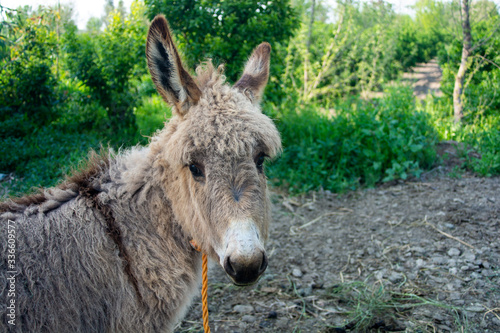 Portrait of a cute donkey