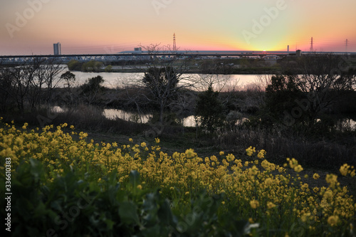 Rape blossoms and sunset