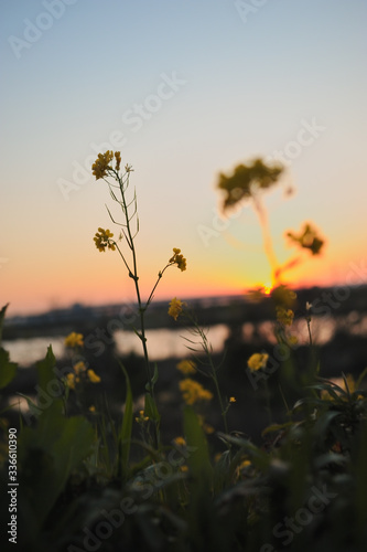 Rape blossoms and sunset