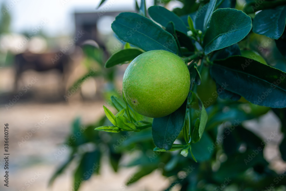 Green lemon on the branch 