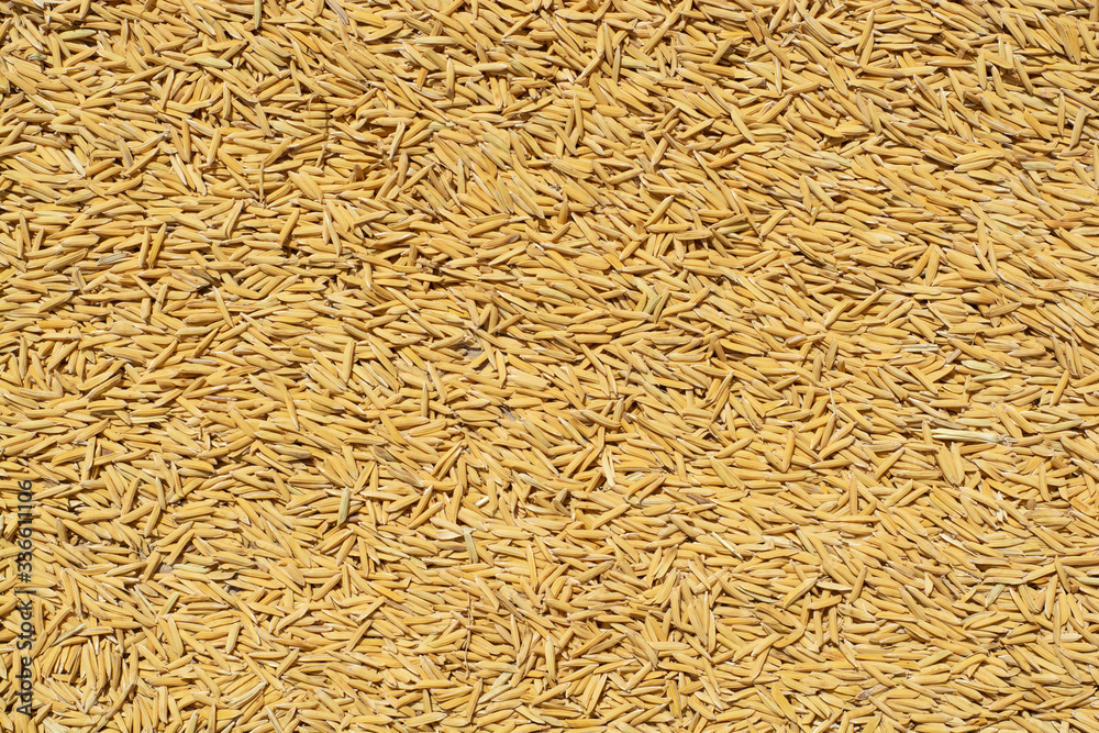 Background of rice seeds Background of rice seeds