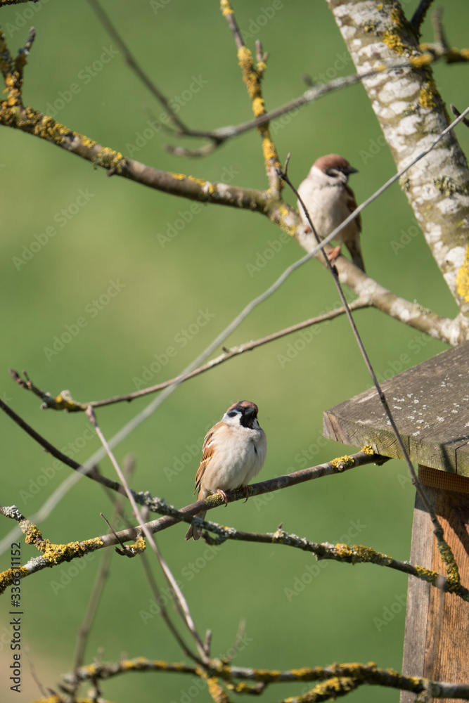 Obraz premium House sparrows (Passer domesticus)