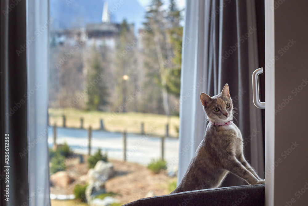 A beautiful young kitten in a pink collar stands with its front legs on an armchair. Against the background of a large window.