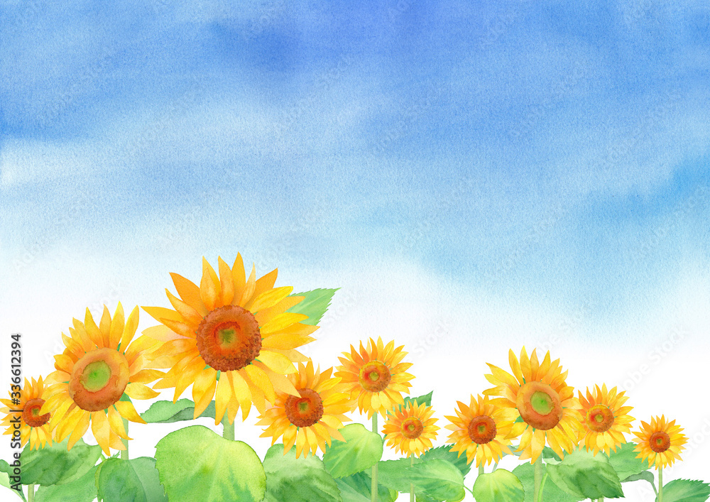 青空のひまわり畑の背景 水彩イラスト Stock Illustration Adobe Stock