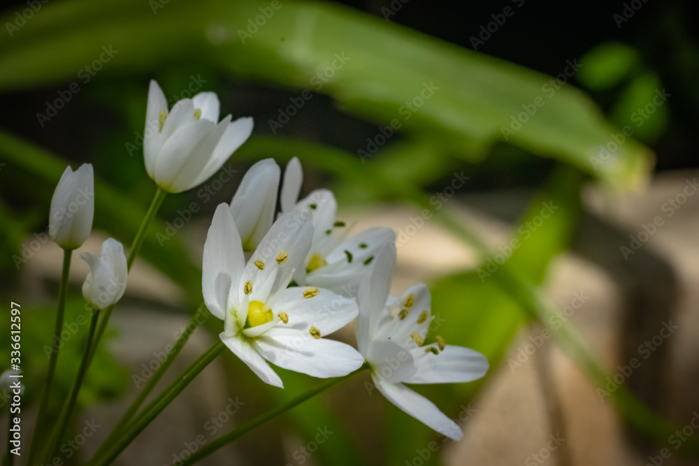 Small white flowers on the dark background