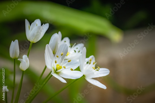 Fototapeta Naklejka Na Ścianę i Meble -  Small white flowers on the dark background