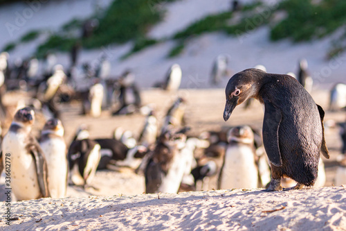 Brillenpinguin-Kolonie in Südafrika, Brillenpinguine am Boulder Beach photo