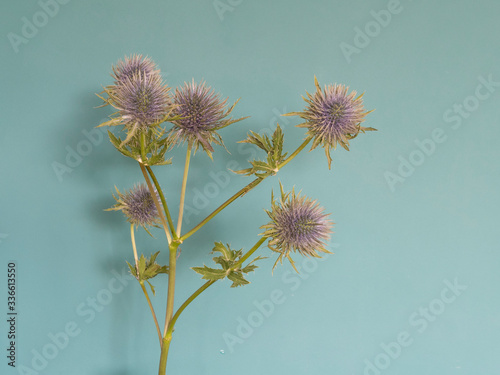 Seedheads of wild teasel, in front of green wall. View with copy space. with shadow on wall © Dasya - Dasya