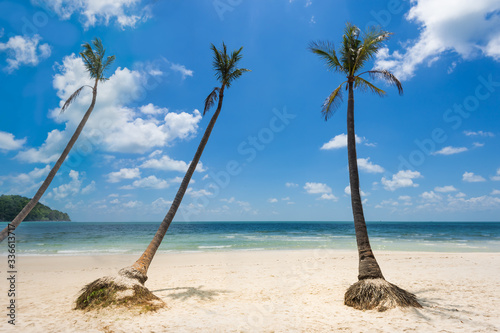 Coconut palm trees at the Bai Sao beach, Phu Quoc island, Vietnam