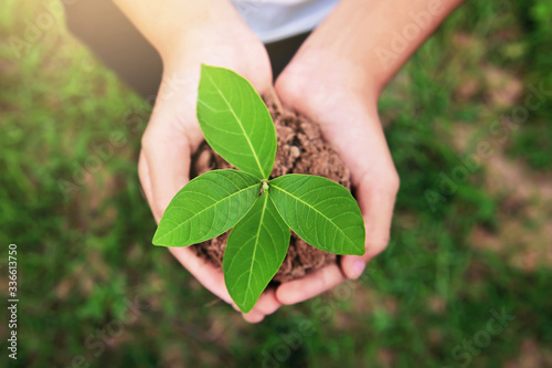 top view of hand holding young plant growing on dirt with green grass background. environment eco concept