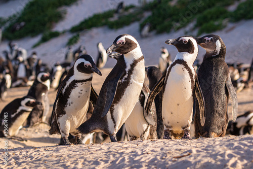 Humboldt-Pinguin Kolonie (Spheniscus humboldti) in Südafrika