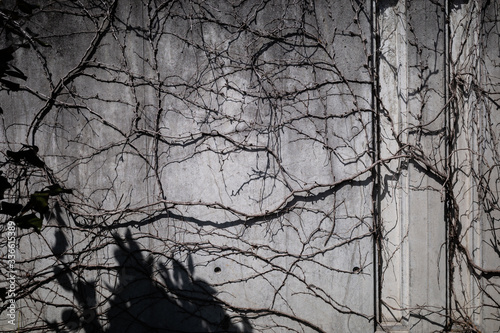 木の影が壁に描かれる