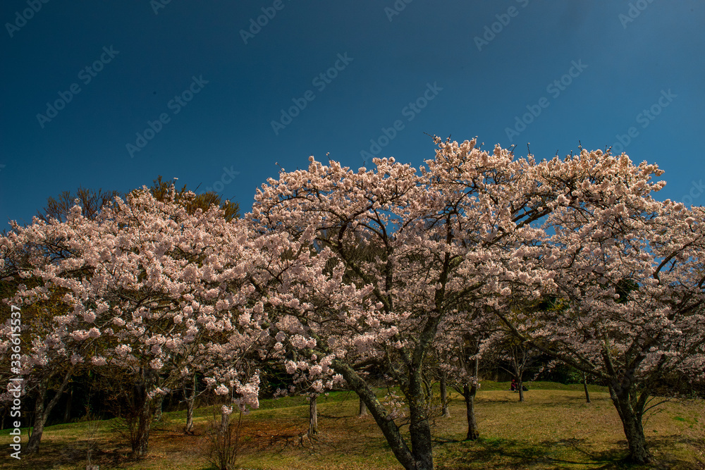 志高湖の桜 志高湖の桜
