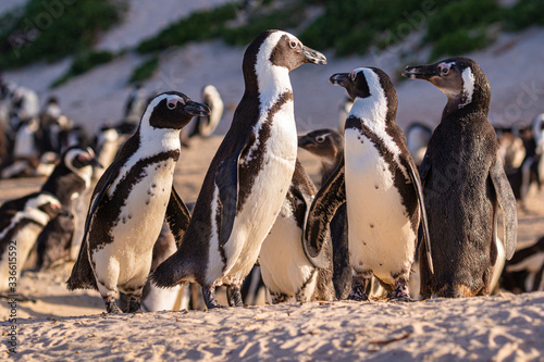 Humboldt-Pinguin (Spheniscus humboldti) in Südafrika
 photo