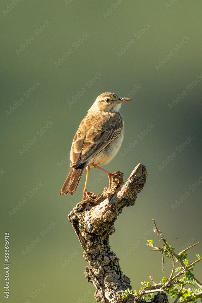 Fototapeta premium Rattling cisticola on stump with bokeh background