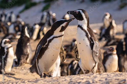 Humboldt-Pinguin (Spheniscus humboldti) in Südafrika
