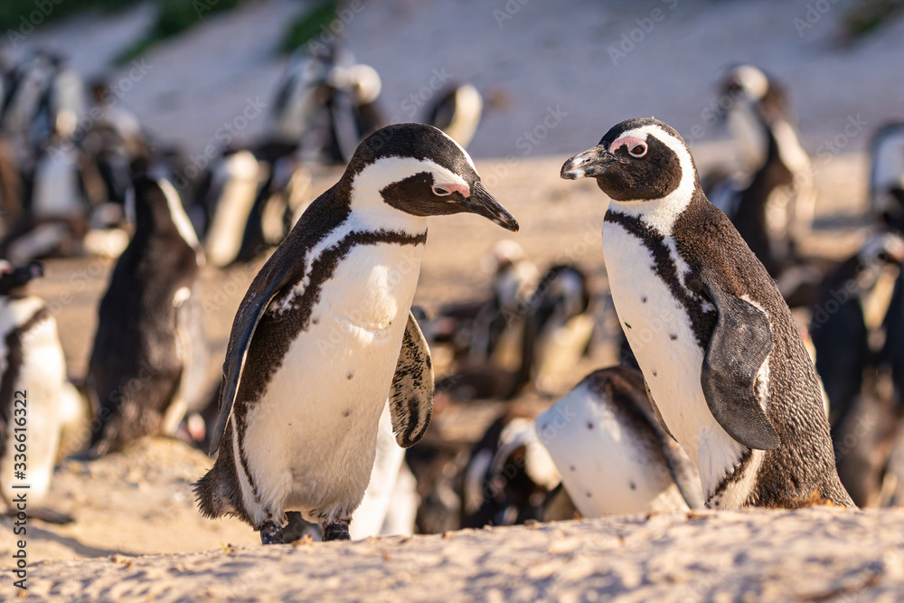 Obraz premium Brillenpinguin-Kolonie in Südafrika, Brillenpinguine am Boulder Beach