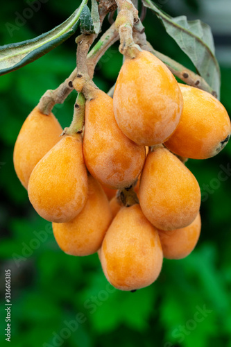 Loquat fruit, named for its shape resembling a lute instrument