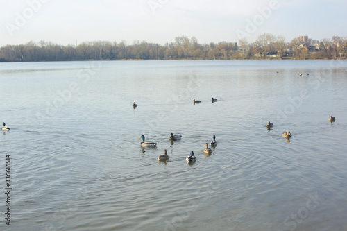 lake Park, Cockermouth in the water
 photo