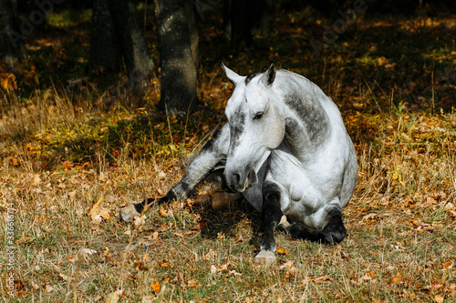 Portrait of white, grey horse stallion in autumn in yellow leaves.  © matilda553