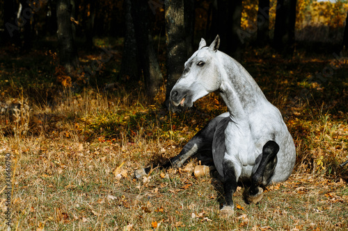 Portrait of white  grey horse stallion in autumn in yellow leaves. 