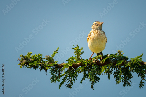 Rufous-naped lark perches on leafy sunlit branch photo