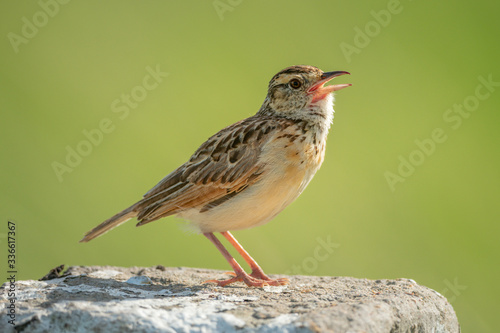Rufous-naped lark sings on post facing right