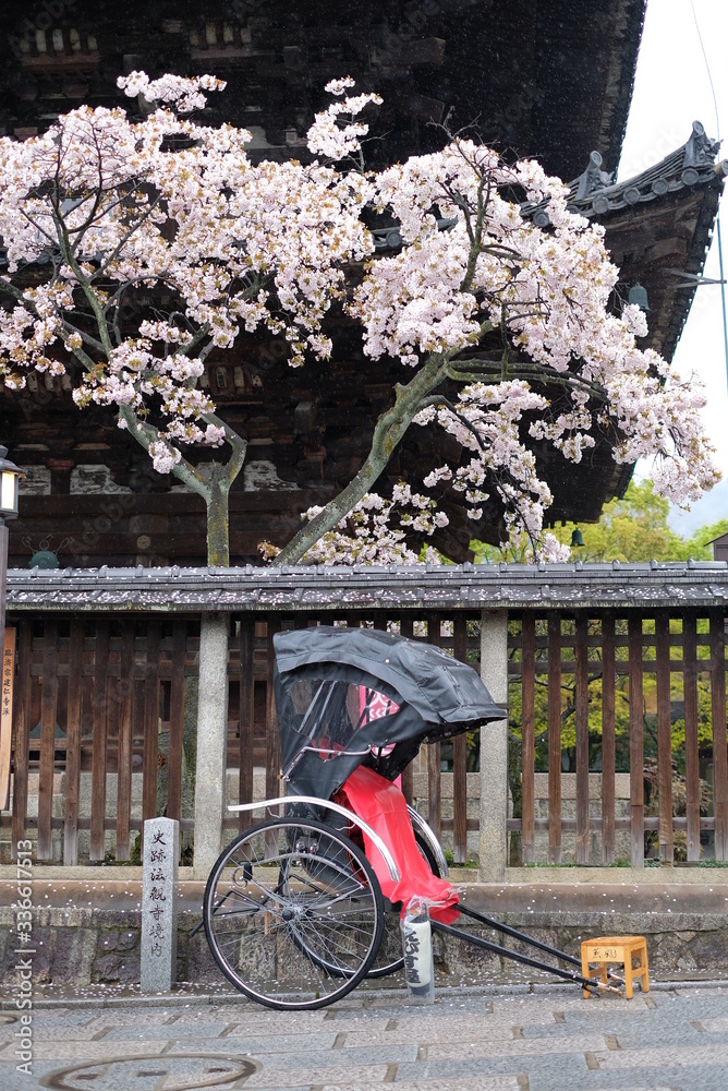 Fototapeta 京都 八坂の塔と人力車と桜 桜