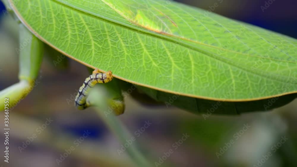 Mid shot of a caterpillar holding on a praying mantis body Mid shot of a caterpillar holding on a praying mantis body