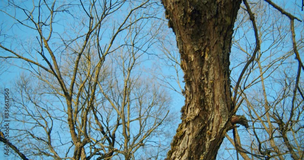 Looking Upwards to Old Trees with Long Branches with Moss on a Clear Day Looking Upwards to Old Trees with Long Branches with Moss on a Clear Day