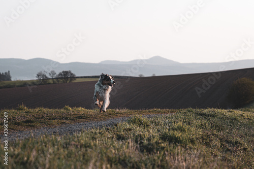 Beautiful young Australian Shepherd going for a walk alone