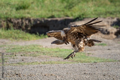 Ruppell griffon vulture glides towards stony ground © Nick Dale